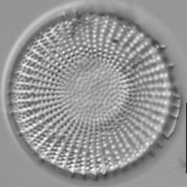 Sargent 1 7 23 681 BW