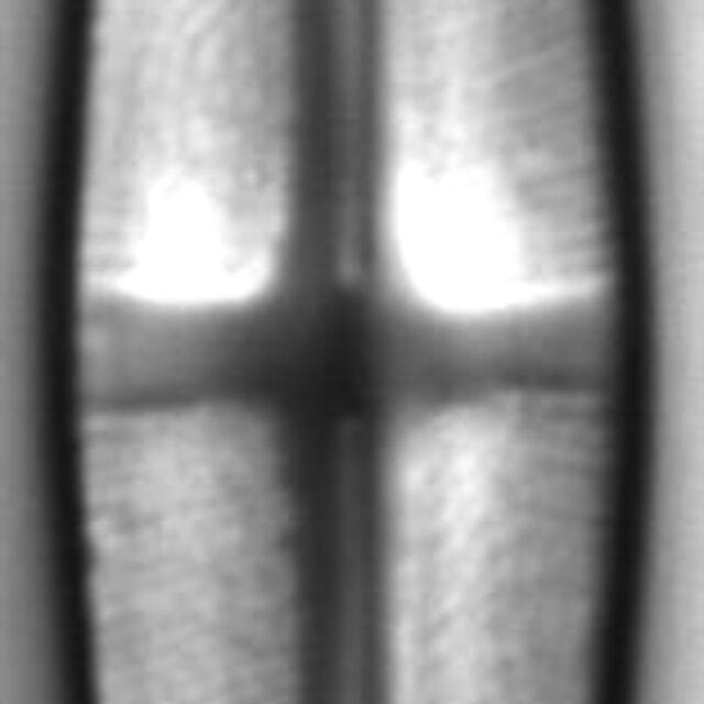 Stauroneis bryocola LM5