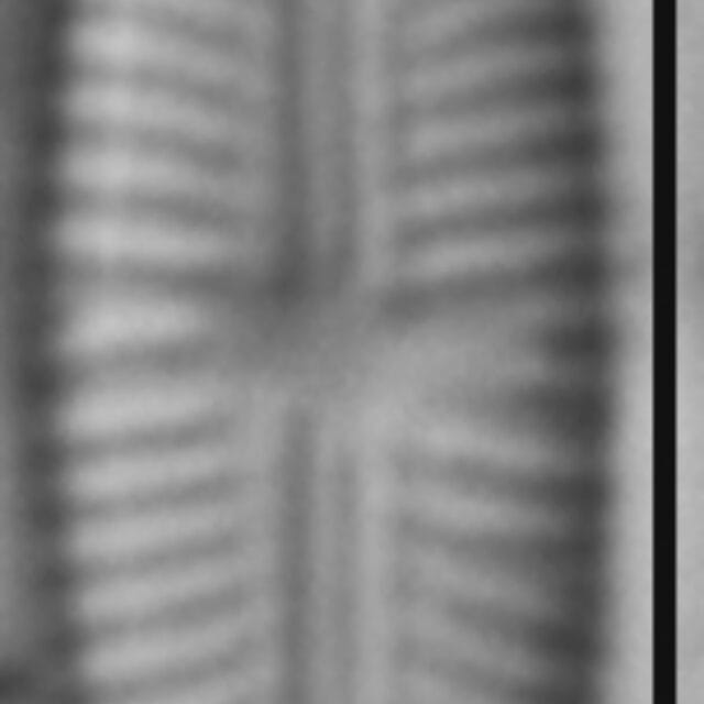 Sellaphora stroemii LM4