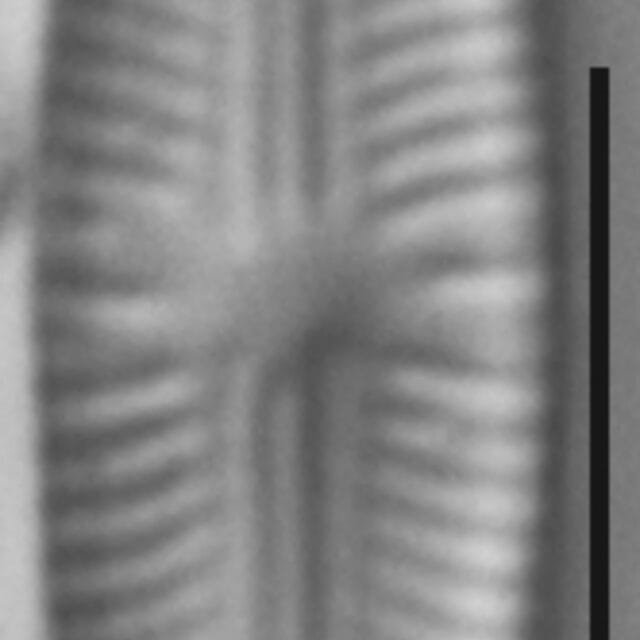 Sellaphora stroemii LM5