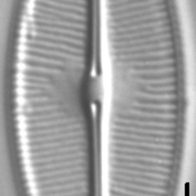 Sellaphora bacilloides LM3