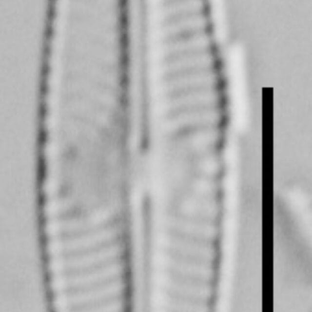 Sellaphora disjuncta LM5