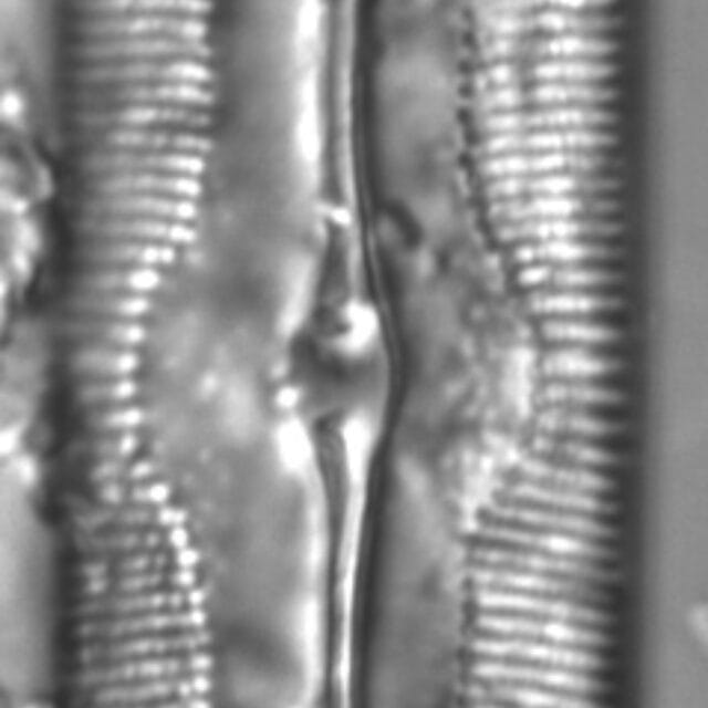 Sellaphora americana LM1