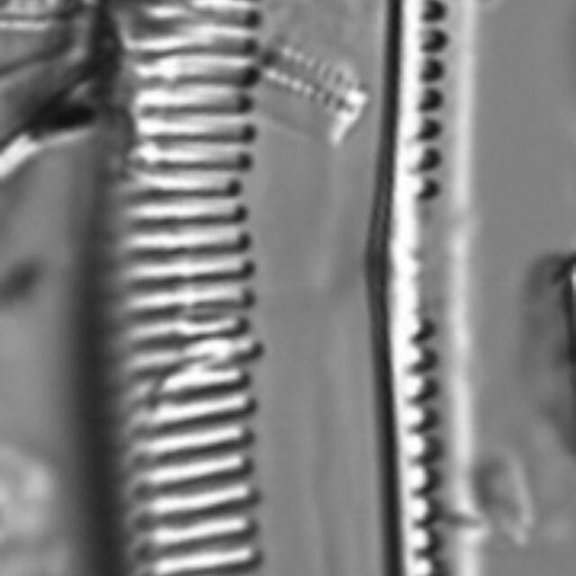 Seminavis eulensteinii LM5