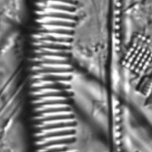 Seminavis eulensteinii LM4