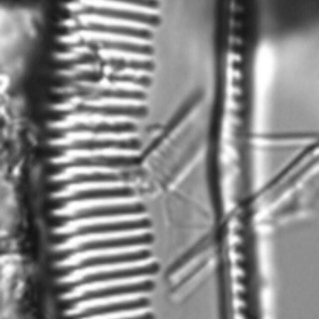 Seminavis eulensteinii LM3