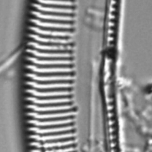 Seminavis eulensteinii LM2