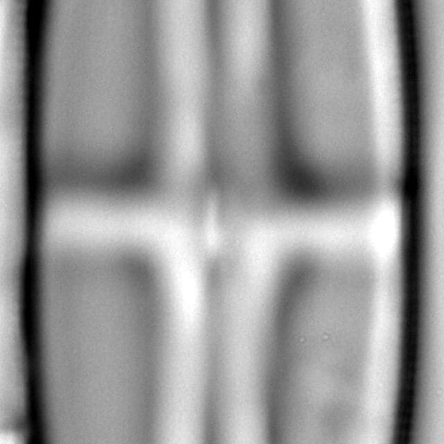 Stauroneis finlandia LM6