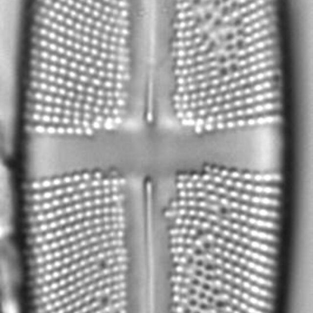 Stauroneis fluminopsis LM1