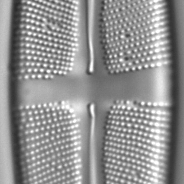 Stauroneis gracilis LM6