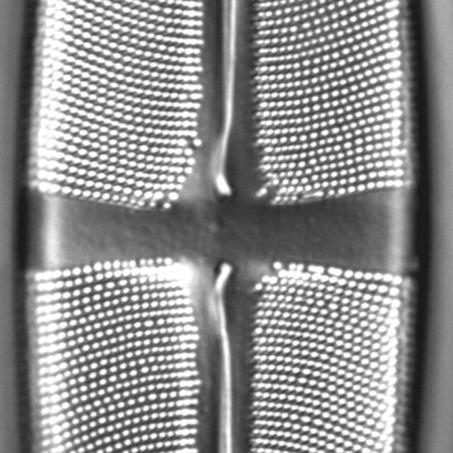 Stauroneis heinii LM4