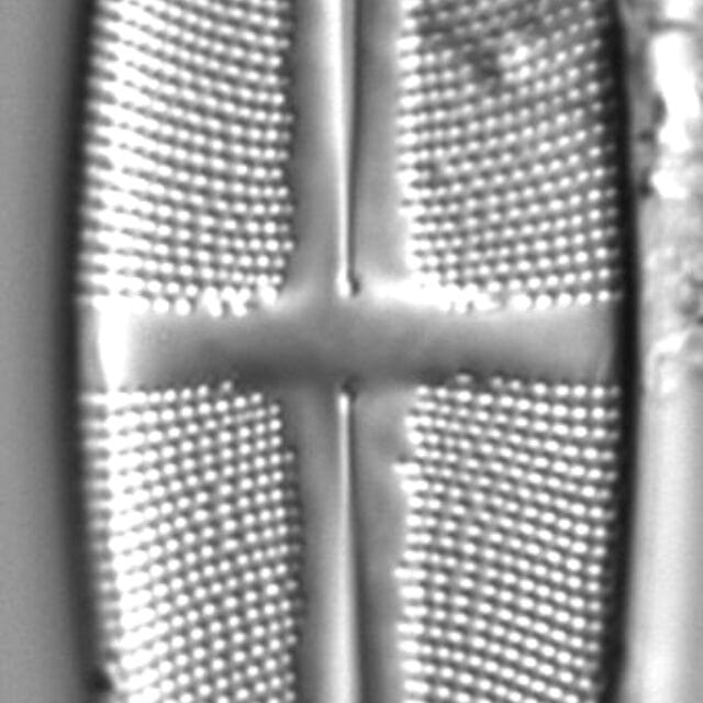 Stauroneis conspicua LM8