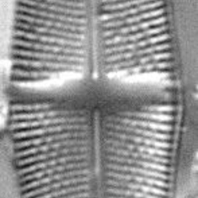 Stauroneis livingstonii LM1