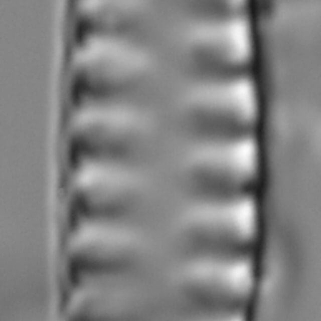 Staurosirella neopinnata LM3