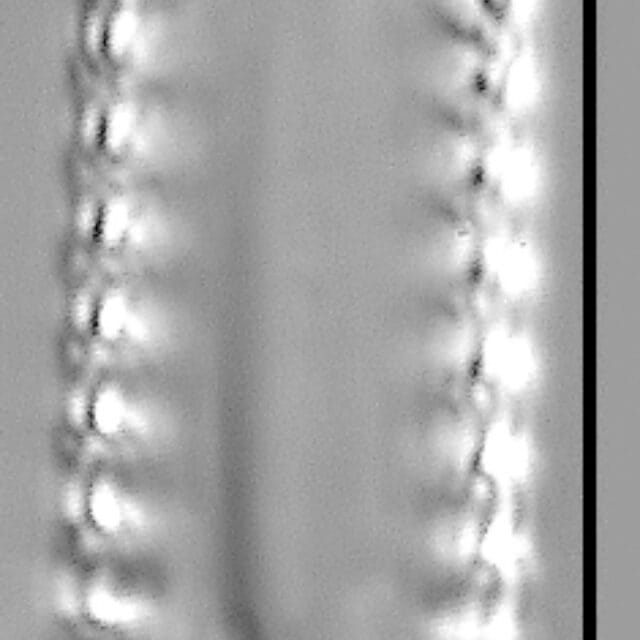 Staurosirella neopinnata LM6