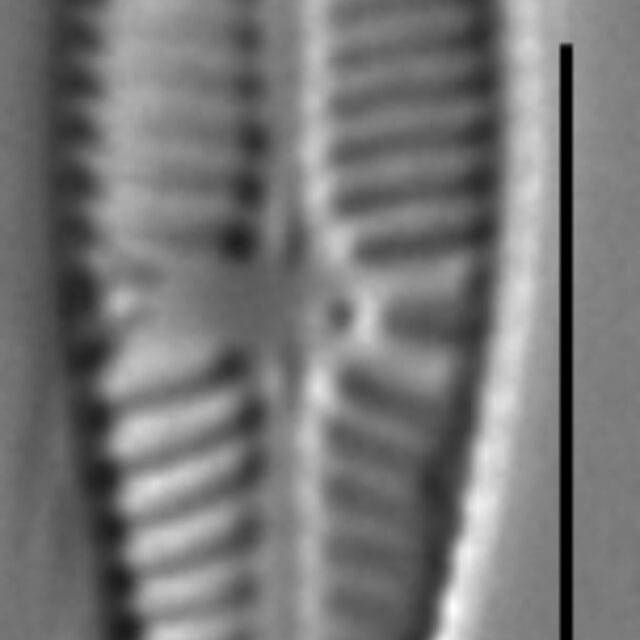 Gomphosinica geitleri LM4