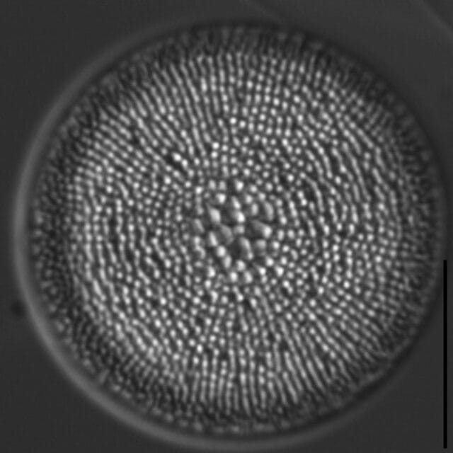 Spicaticribra kingstonii LM21