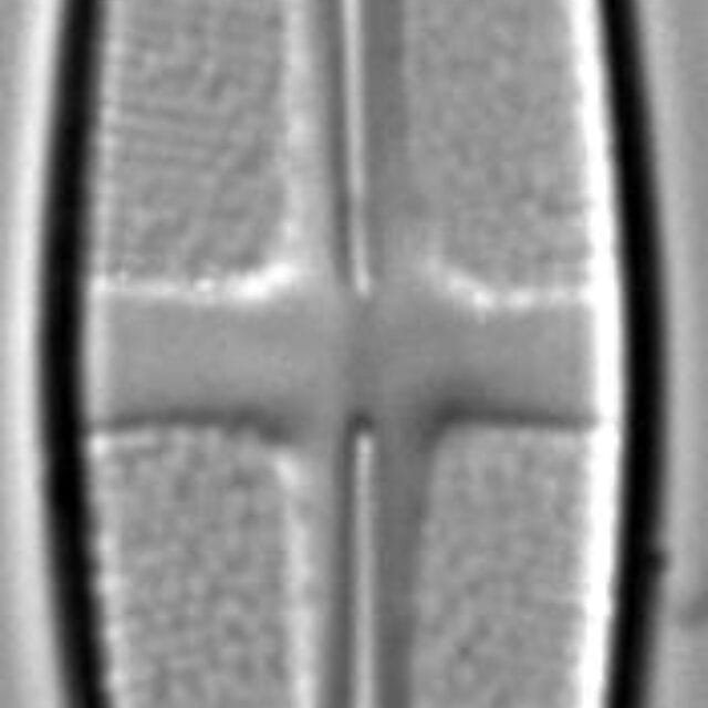 Stauroneis pikuni LM3