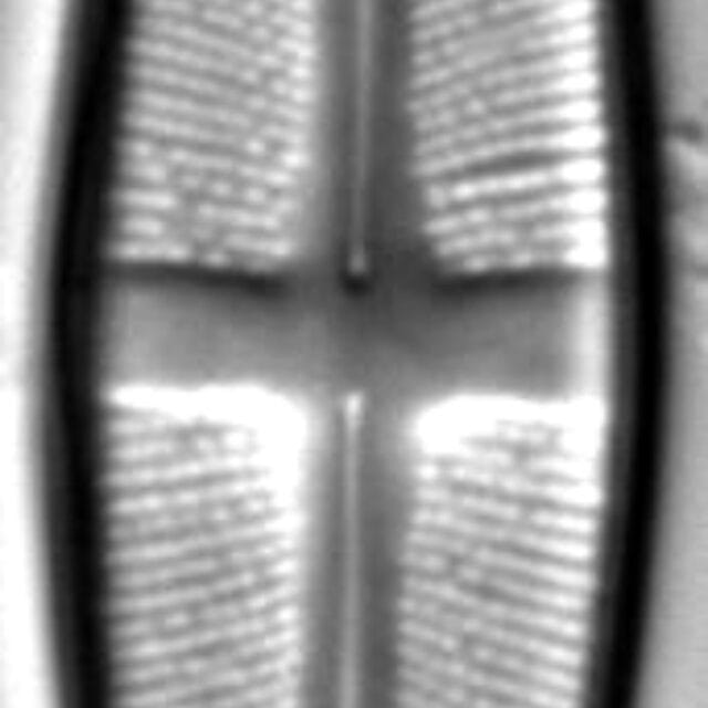 Stauroneis pikuni LM2