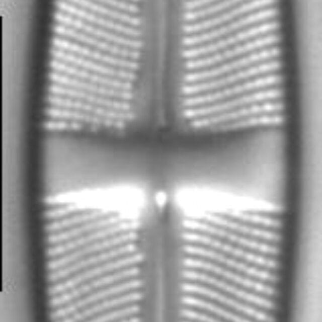 Stauroneis reichardtii LM5