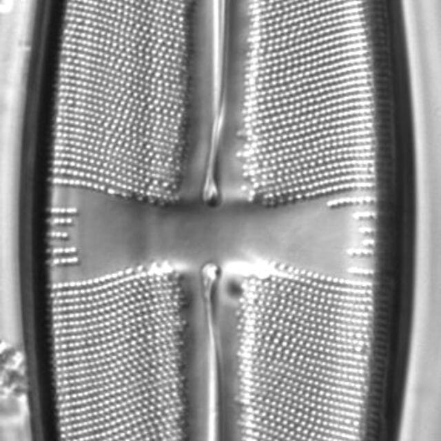 Stauroneis sonyae LM6