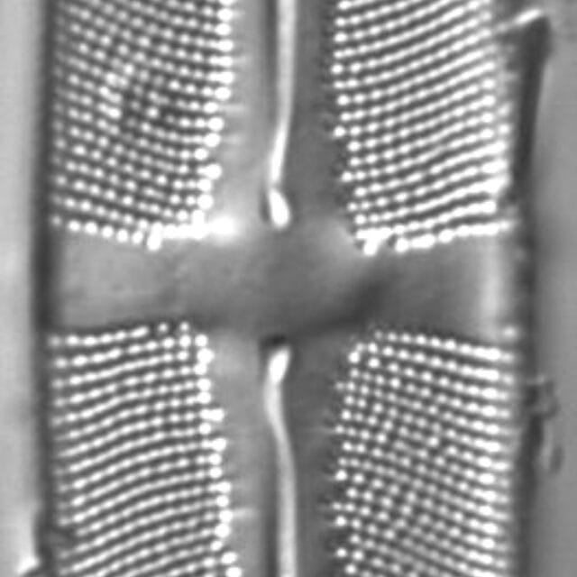 Stauroneis subborealis LM6