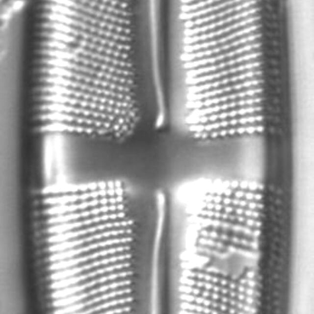 Stauroneis subborealis LM4