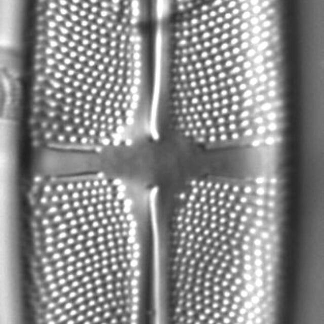 Stauroneis superkuelbsii LM1