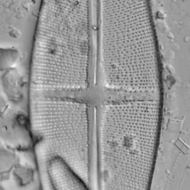 Stauroneis alabamae LM3