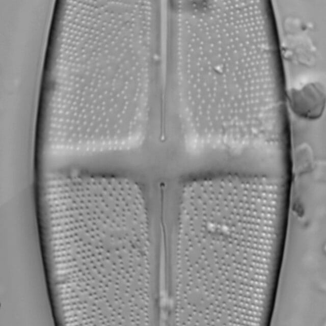 Stauroneis alabamae LM4