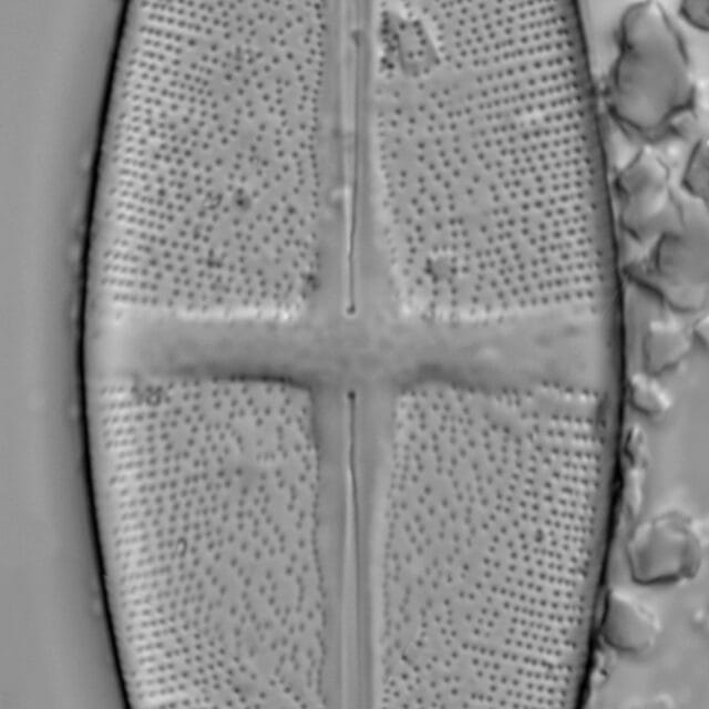 Stauroneis alabamae LM5