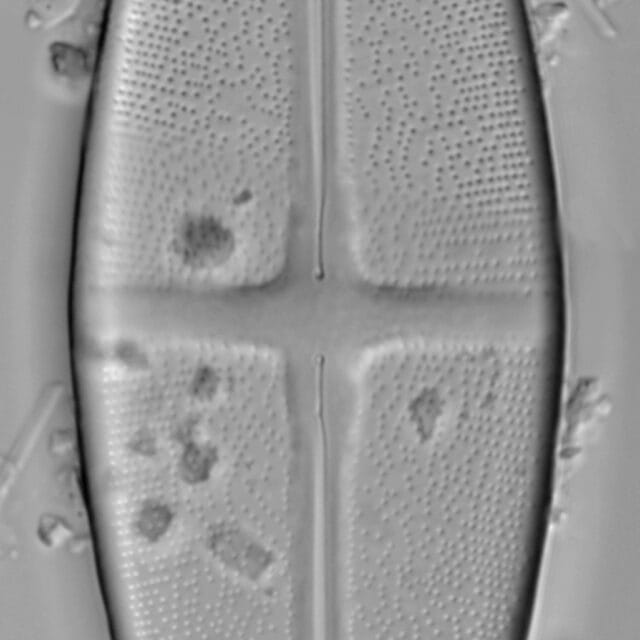 Stauroneis nobilis LM1