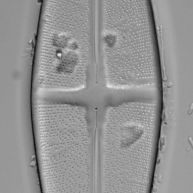 Stauroneis nobilis LM2
