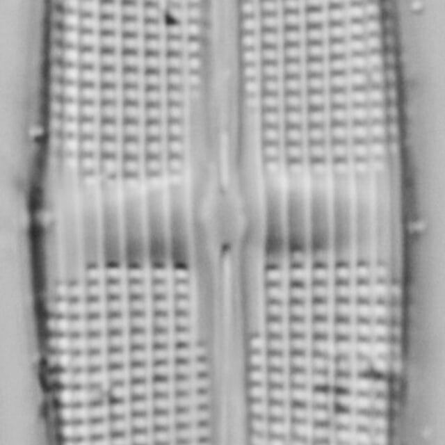 Stauroneis staurolineata LM7