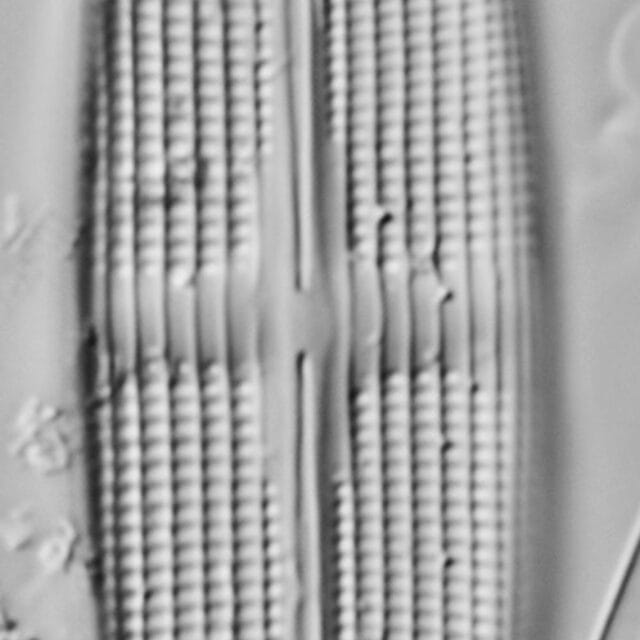 Stauroneis staurolineata LM4