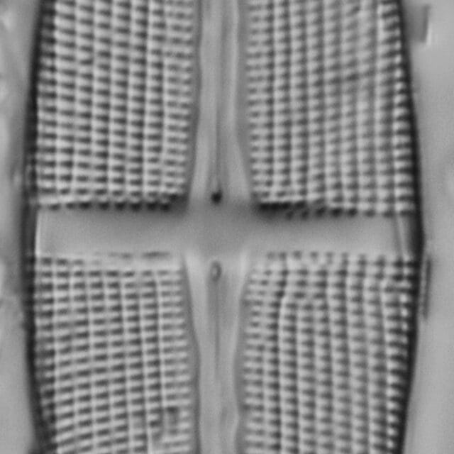 Stauroneis stodderi LM1