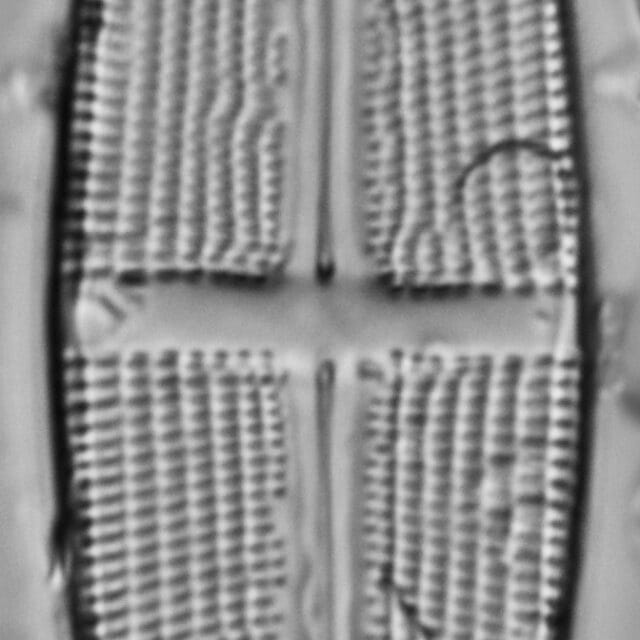 Stauroneis stodderi LM5