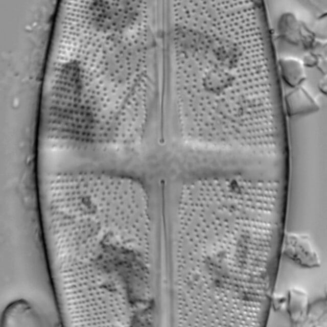 Stauroneis alabamae LM6