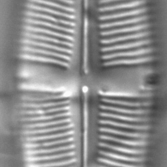 Staurophora amphioxys LM3