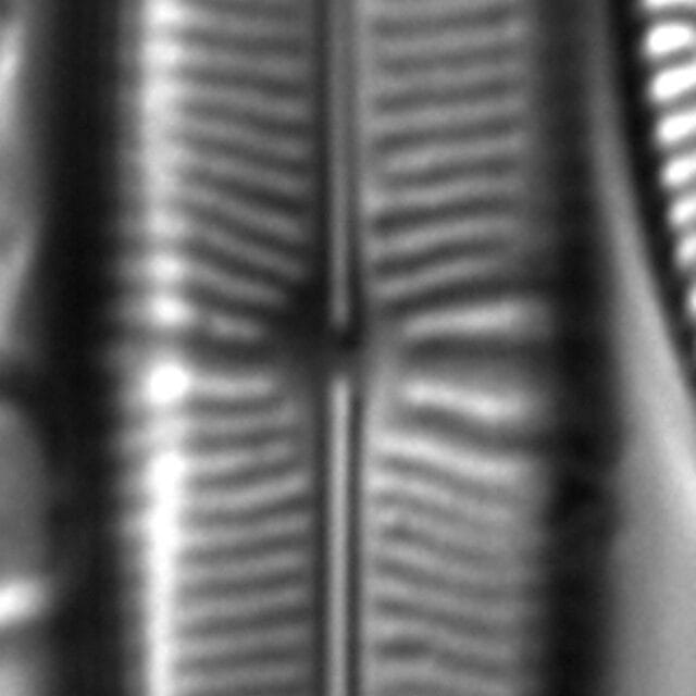 Staurophora columbiana LM2