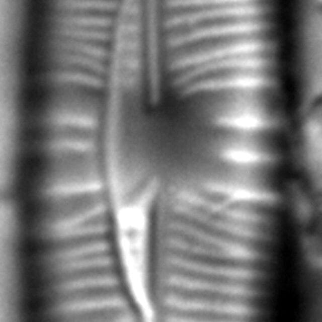 Staurophora columbiana LM1
