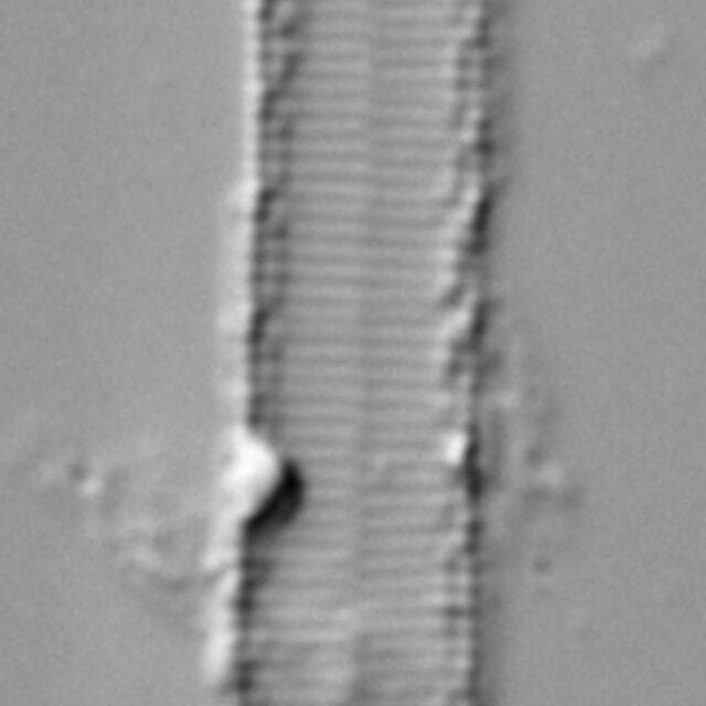 Stenopterobia curvula LM7