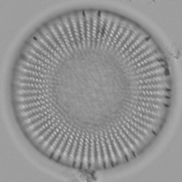 Stephanodiscus medius LM6