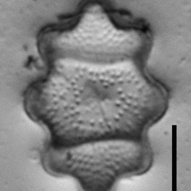 Stoermeria americana LM2