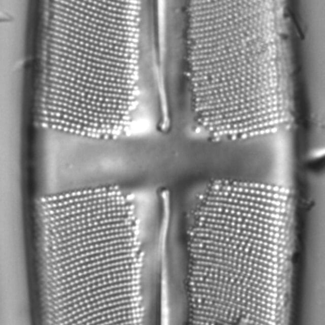 Stauroneis supergracilis LM2