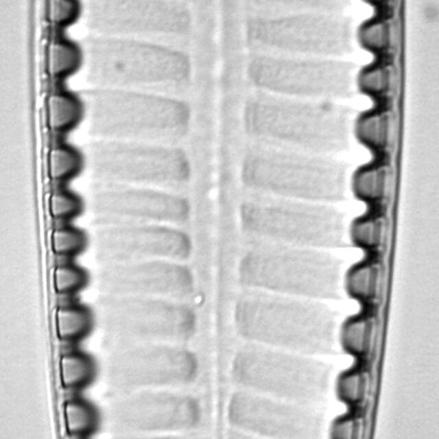 Surirella tenera LM5