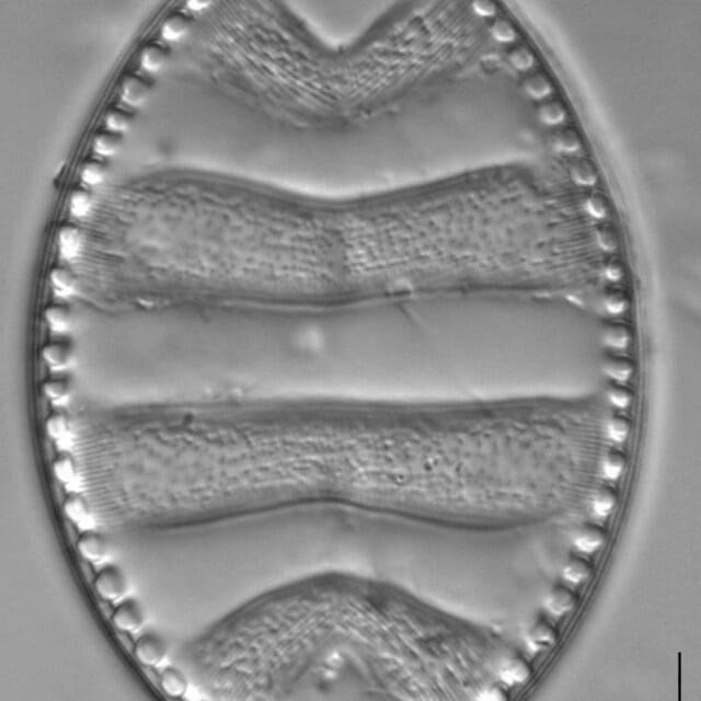 Surirella undulata LM7