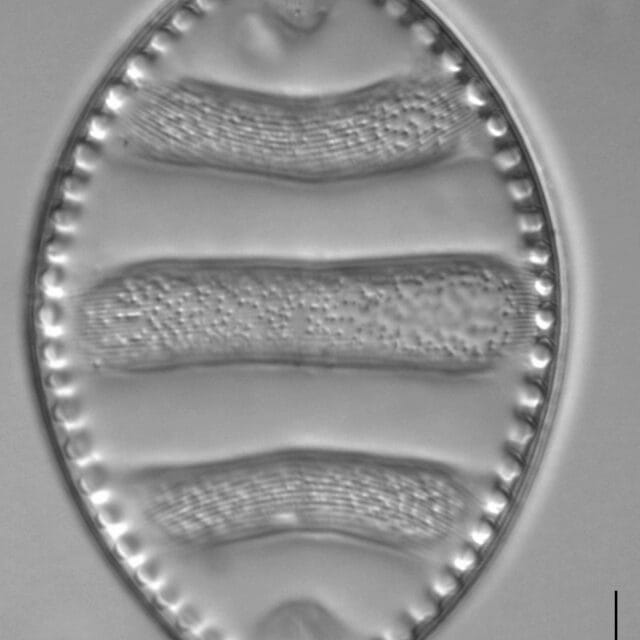 Surirella undulata LM6