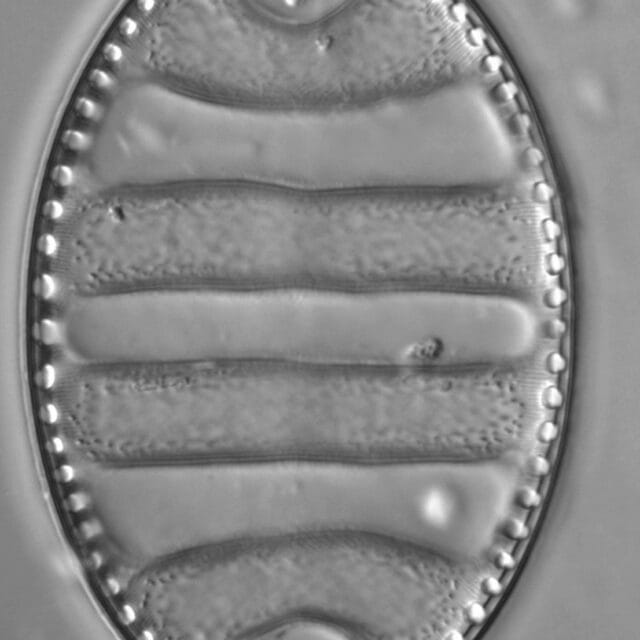 Surirella undulata LM4