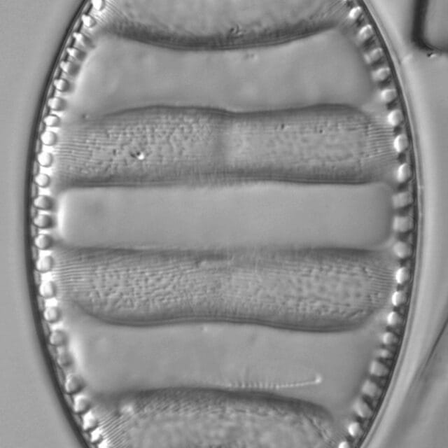 Surirella undulata LM2